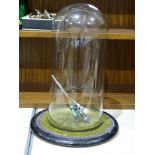 A glass dome, base 16cm diameter, 34cm high, with associated wooden circular base, 27cm diameter and