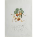 DALI, SALVADOR (1904-1989), "Aprikose" aus der Serie "Flordali (Früchte)", Kaltnadelr