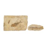 2 Fisch-Fossilien.