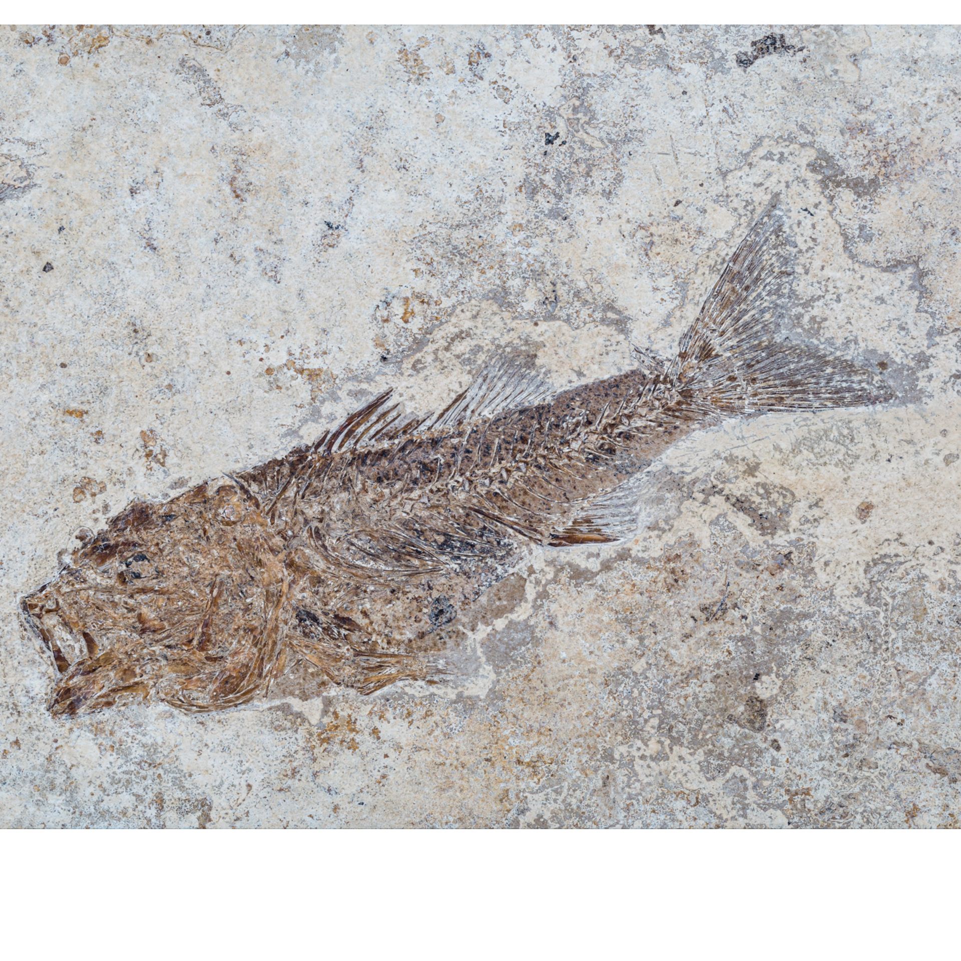 2 Fisch-Fossilien. - Bild 5 aus 6