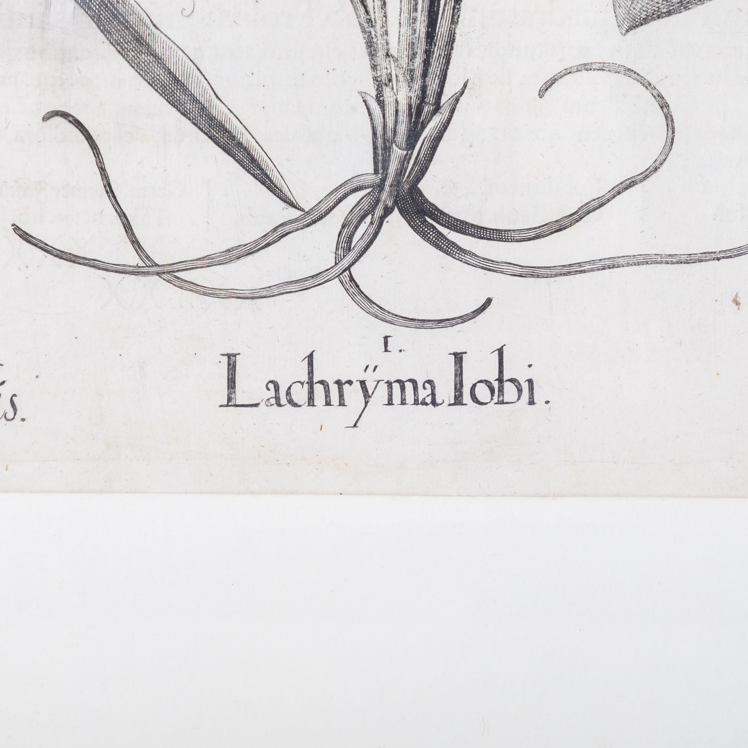BESLER, BASILIUS, attr./nach (1561-1629), "Lachryma Iobi" aus "Hortus Eystettensis - Garten von Eich - Image 4 of 8