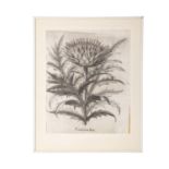 BESLER, BASILIUS, attr./nach (1561-1629), "Cinera cum flore" aus "Hortus Eystettensis - Garten von E