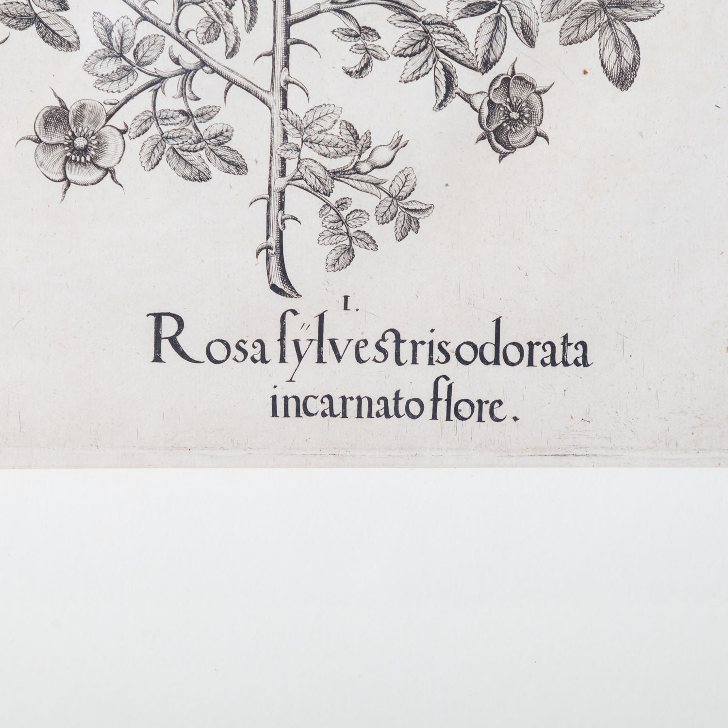 BESLER, BASILIUS, attr./nach (1561-1629), "Rosa sylvestrisodorata ..." aus "Hortus Eystettensis - Ga - Image 3 of 6