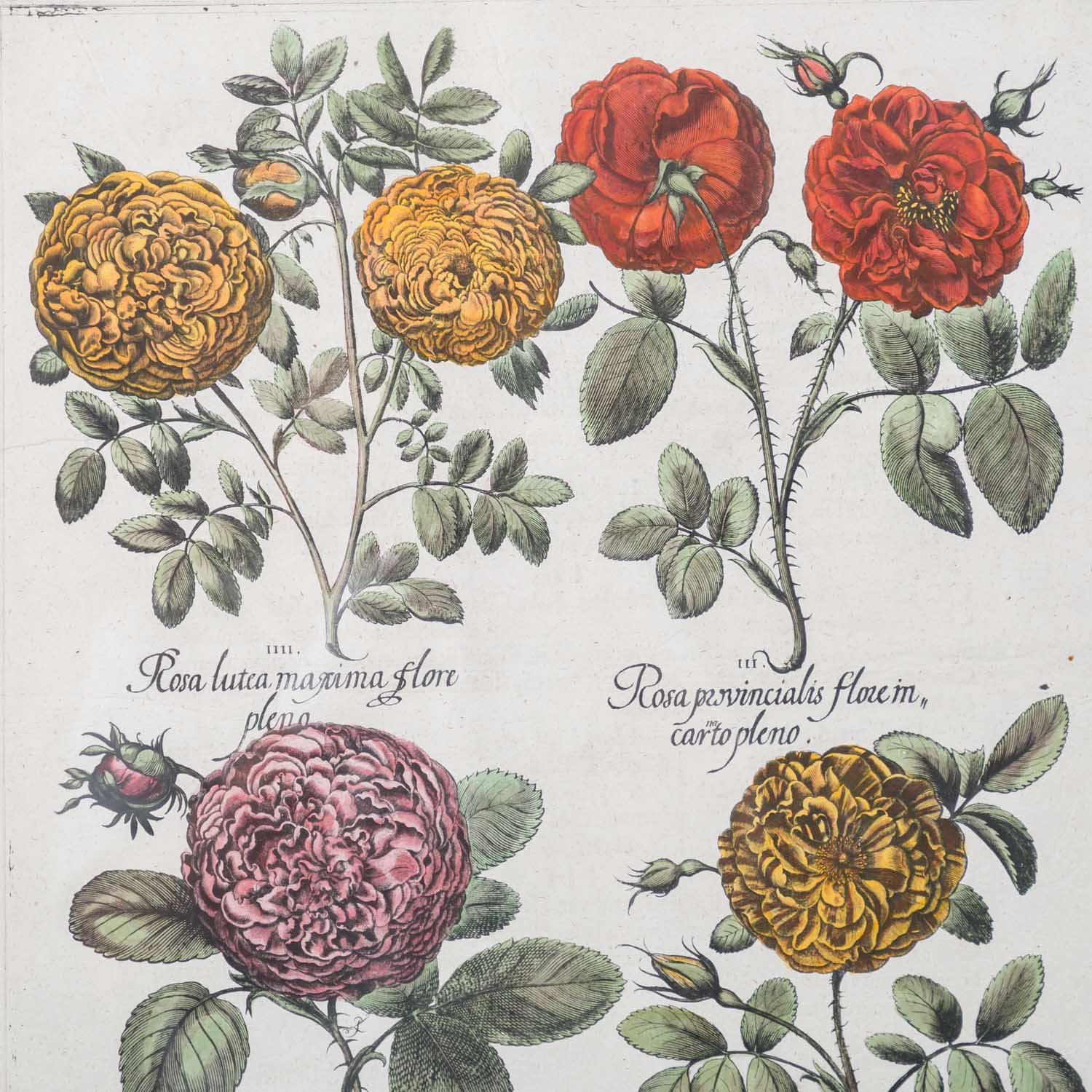 BESLER, BASILIUS, nach (1561-1629), "Rosa..." aus "Hortus Eystettensis - Garten von Eichstätt", - Image 3 of 5