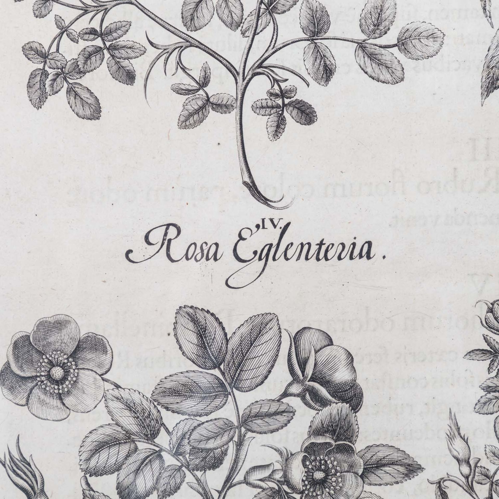 BESLER, BASILIUS, attr./nach (1561-1629), "Rosa sylvestrisodorata ..." aus "Hortus Eystettensis - Ga - Image 5 of 6