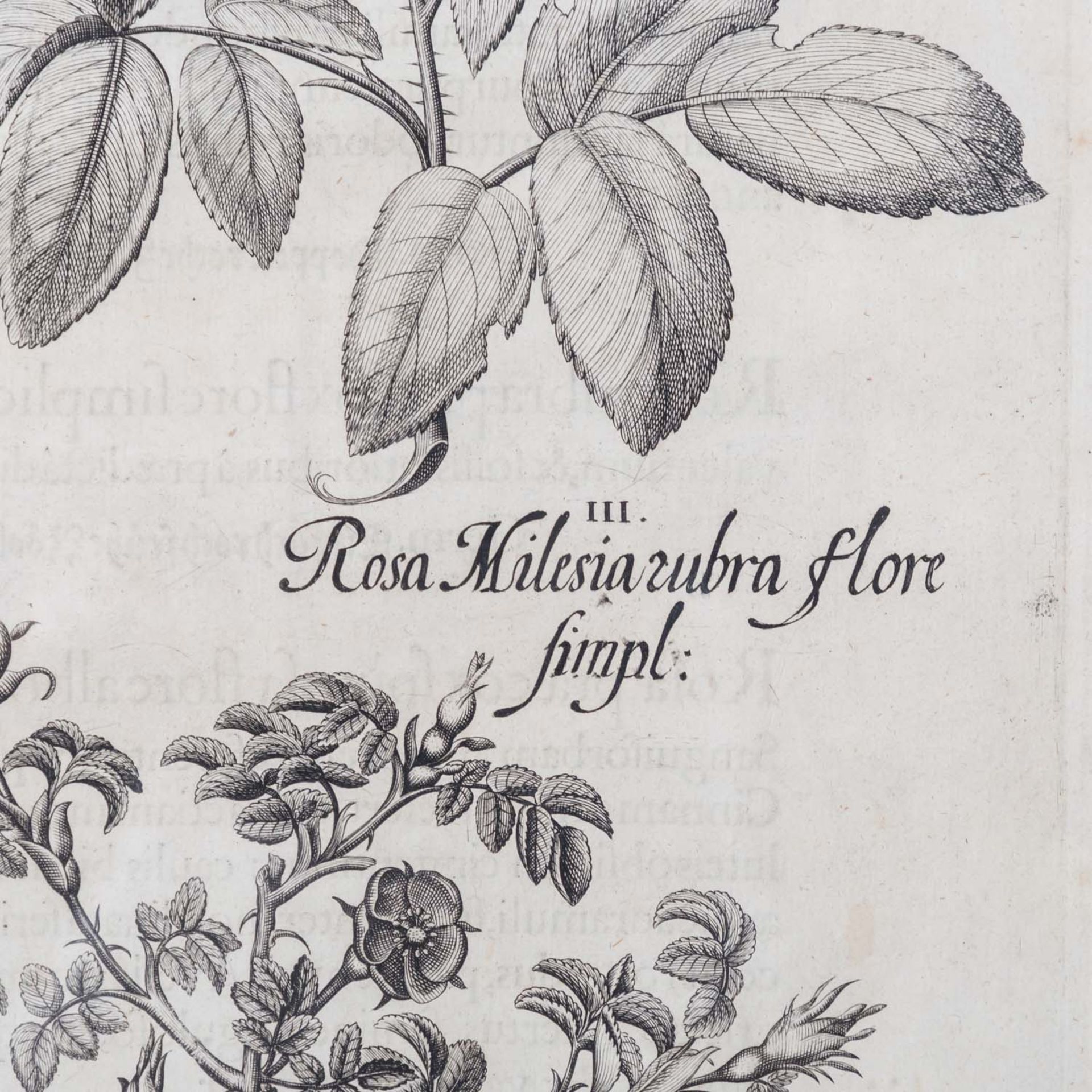BESLER, BASILIUS, attr./nach (1561-1629), "Rosa sylvestrisodorata ..." aus "Hortus Eystettensis - Ga - Image 4 of 6