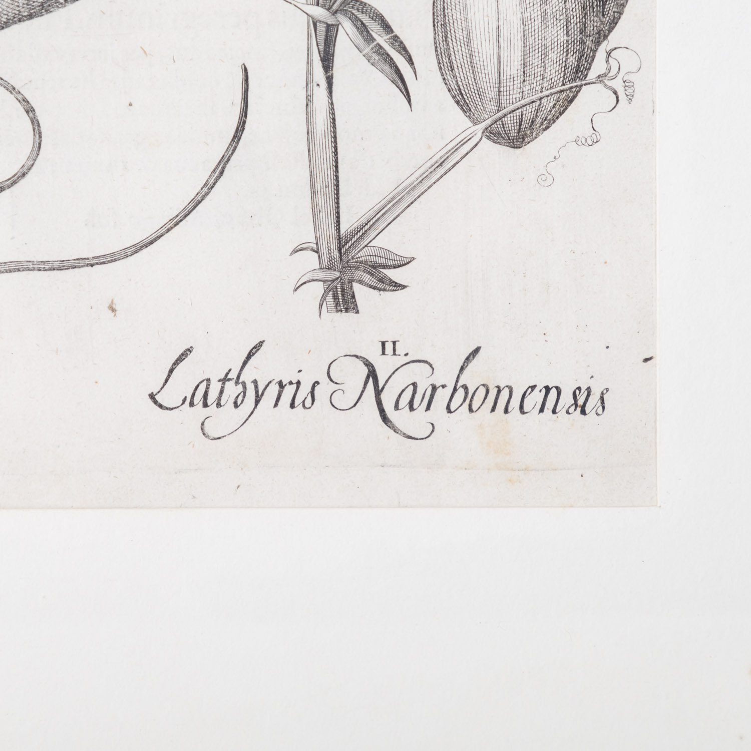 BESLER, BASILIUS, attr./nach (1561-1629), "Lachryma Iobi" aus "Hortus Eystettensis - Garten von Eich - Image 5 of 8