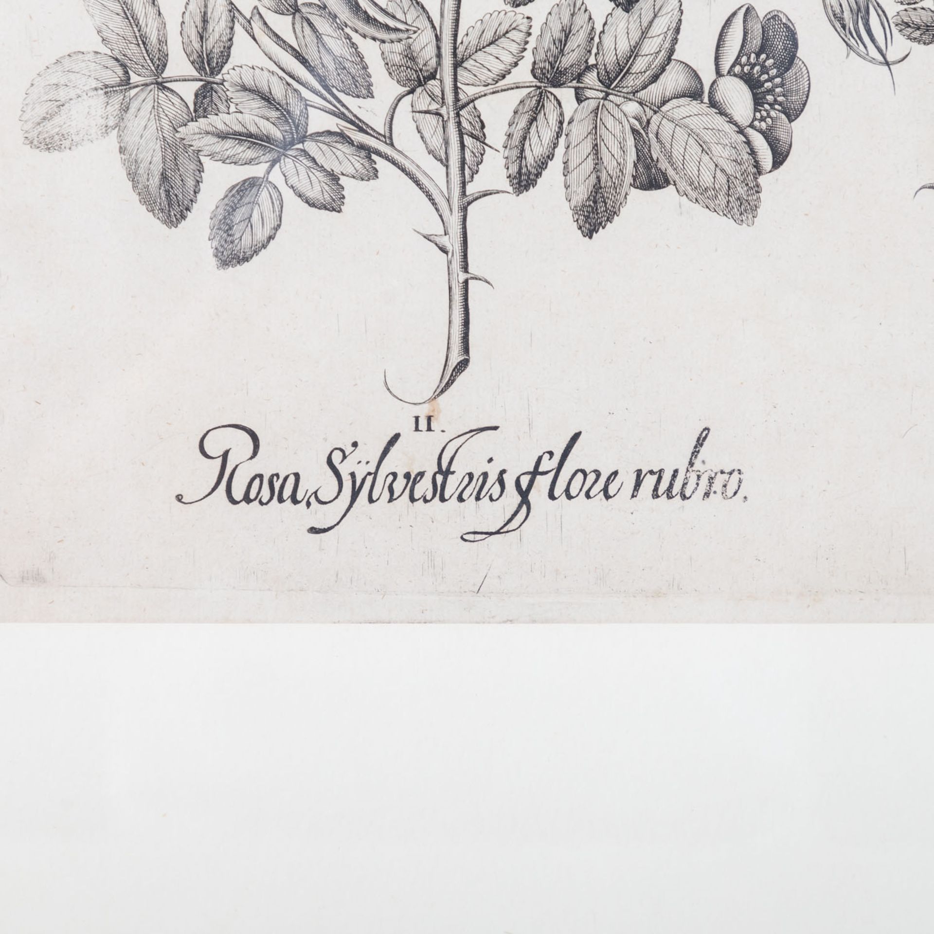 BESLER, BASILIUS, attr./nach (1561-1629), "Rosa sylvestrisodorata ..." aus "Hortus Eystettensis - Ga - Image 2 of 6