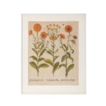 BESLER, BASILIUS, attr./nach (1561-1629), "Calendula prolifera" aus "Hortus Eystettensis - Garten vo