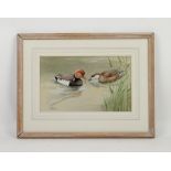 Valerie Shirley (20th century British), 'Pair of Red-Crested Pochard Courting', watercolour,