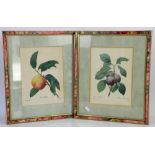 After Pierre-Joseph Redoute (1759-1840), a set of four botanical prints of fruit, 29 x 21.5cm