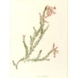 Matilda Floud (English School), c.1840, botanical study of heaths and heathers, watercolour
