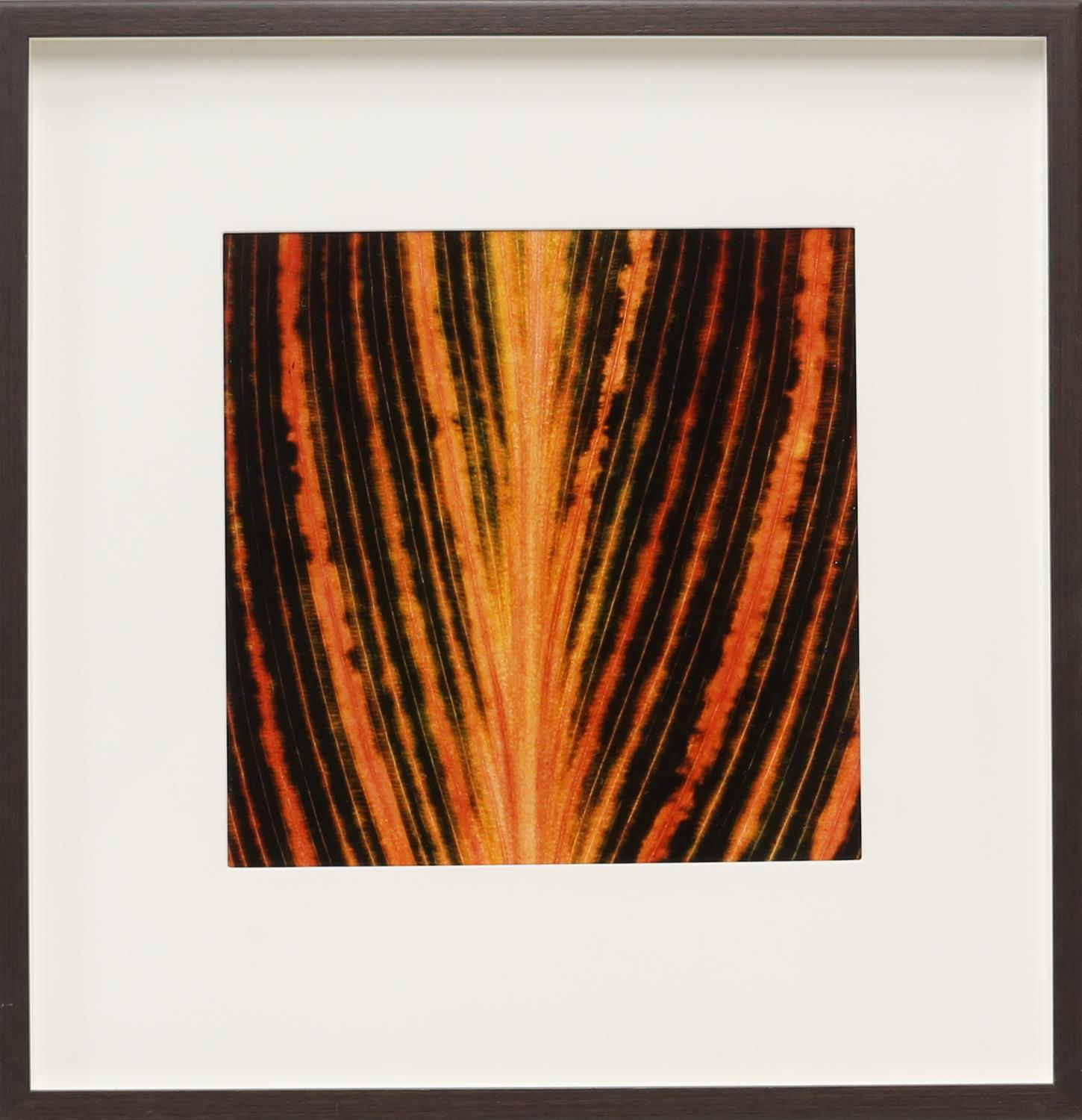 Large quantity of framed contemporary prints, depicting different leaf patterns. Framed. - Image 6 of 10