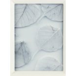 O' Carrol, 'Skeleton Leaves', pair of contemporary prints. Framed. Image size 25 x 18cm each.