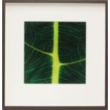 Large quantity of framed contemporary prints, depicting different leaf patterns. Framed.