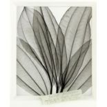 Meyers, 'Radiographs of Leaves'. Pair of contemporary prints, with one bearing gallery label.