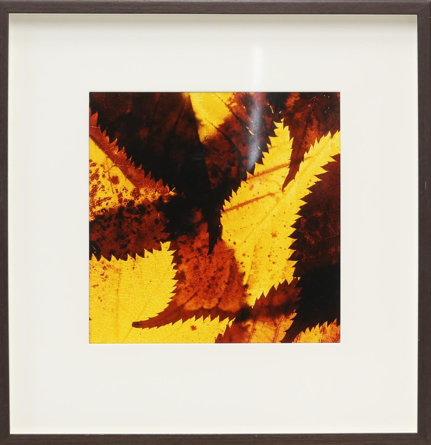 Large quantity of framed contemporary prints, depicting different leaf patterns. Framed. - Image 3 of 10