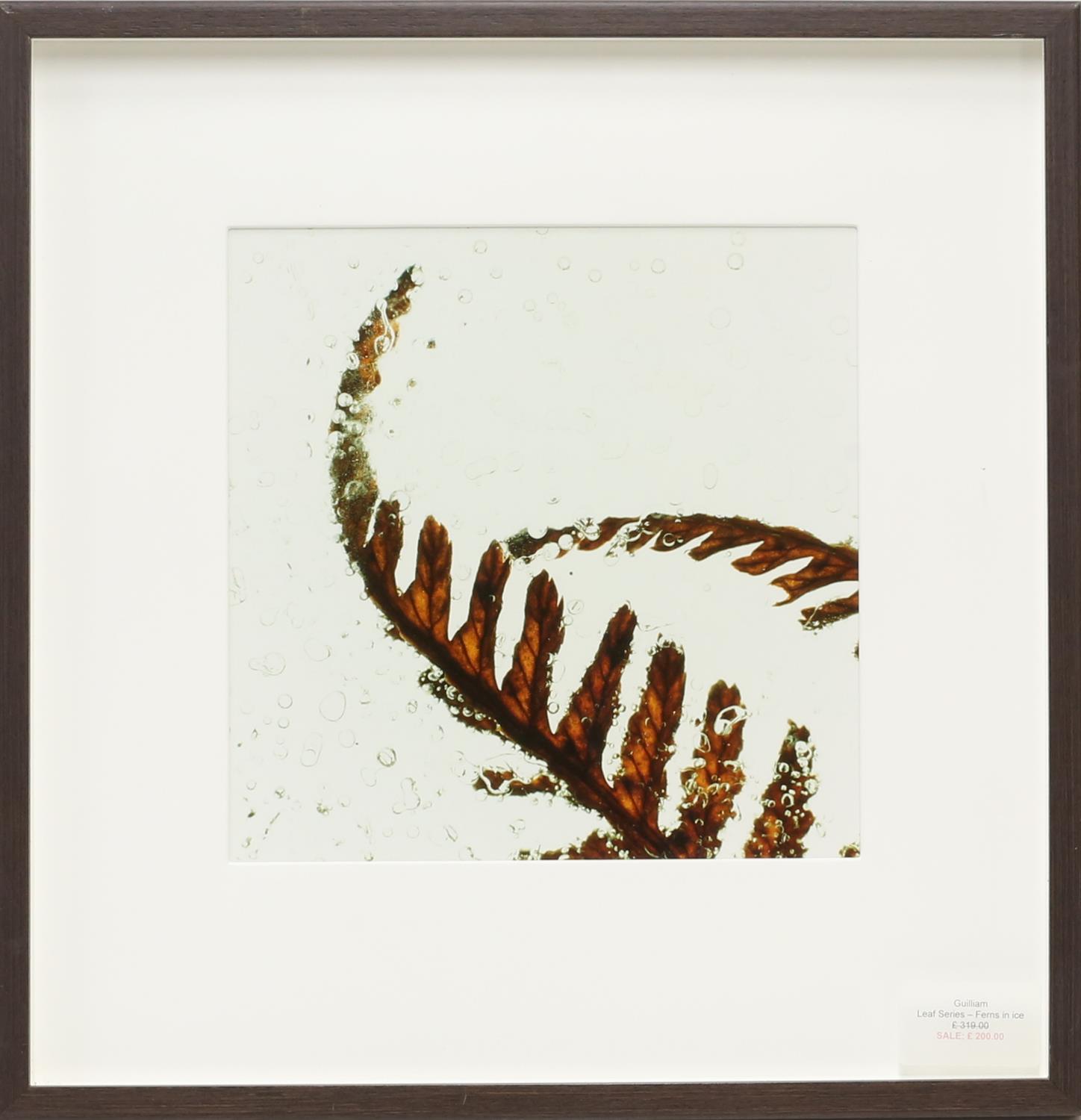 Large quantity of framed contemporary prints, depicting different leaf patterns. Framed. - Image 7 of 10