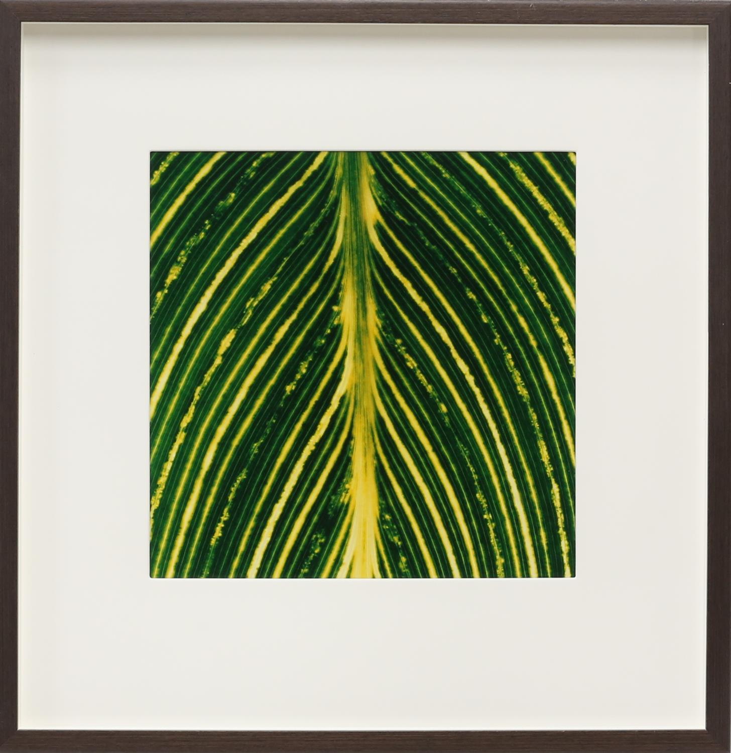 Large quantity of framed contemporary prints, depicting different leaf patterns. Framed. - Image 2 of 10