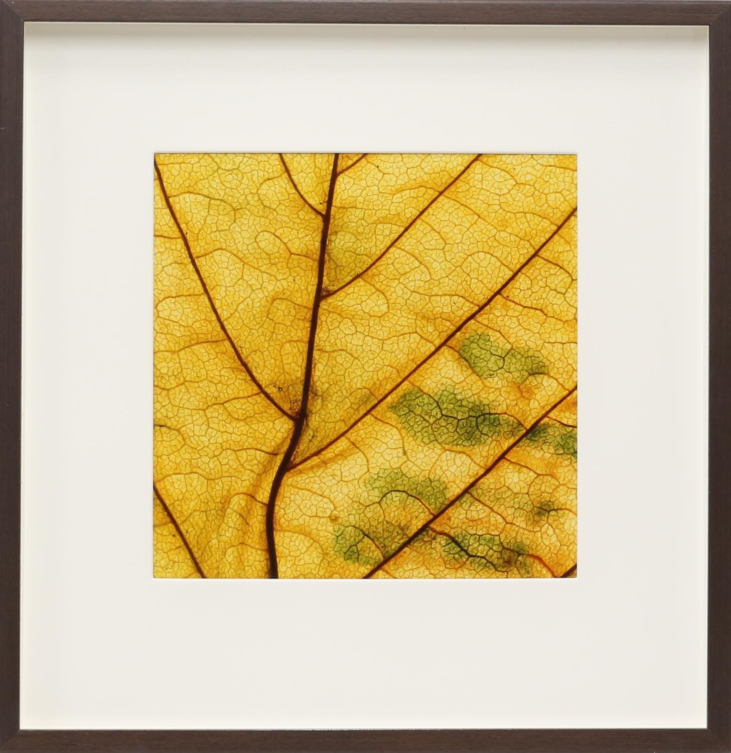 Large quantity of framed contemporary prints, depicting different leaf patterns. Framed. - Image 8 of 10