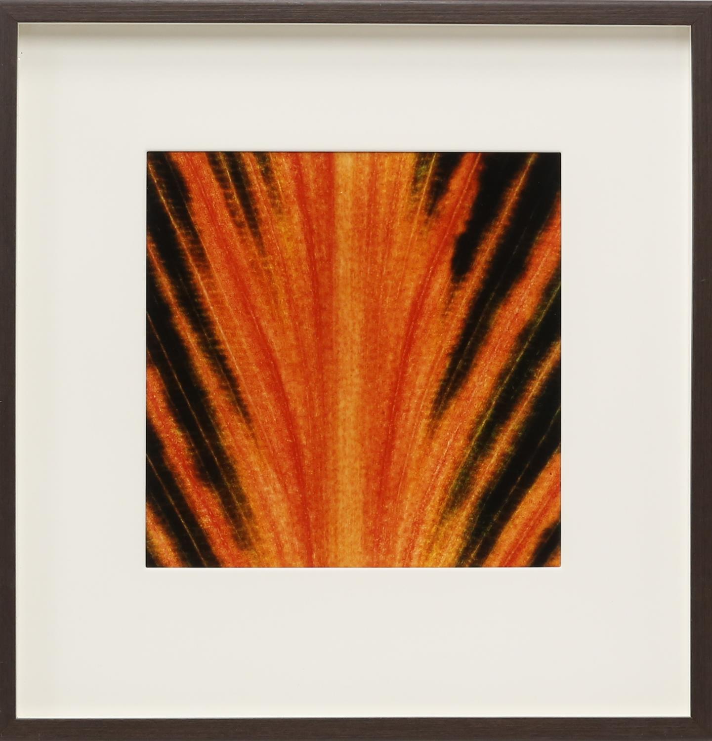 Large quantity of framed contemporary prints, depicting different leaf patterns. Framed. - Image 9 of 10