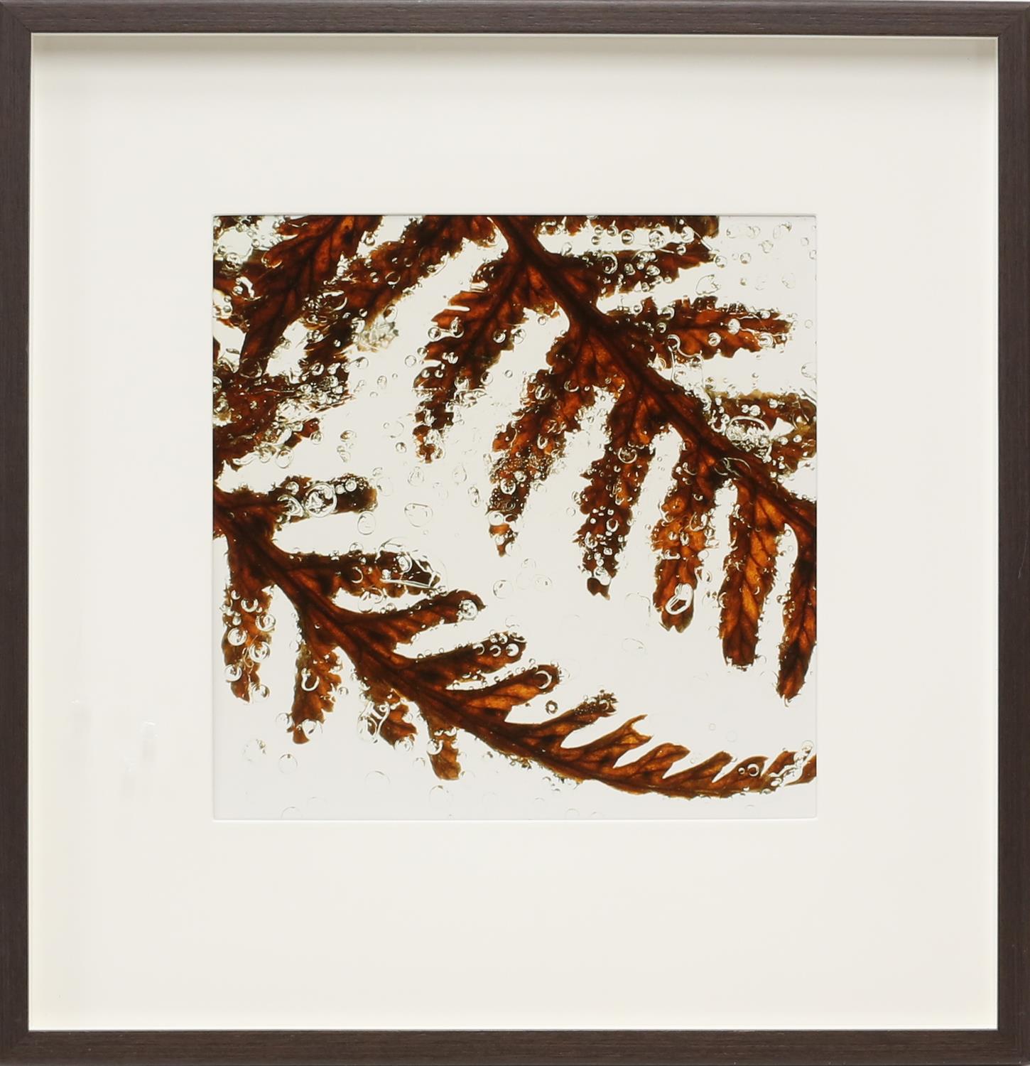 Large quantity of framed contemporary prints, depicting different leaf patterns. Framed. - Image 5 of 10