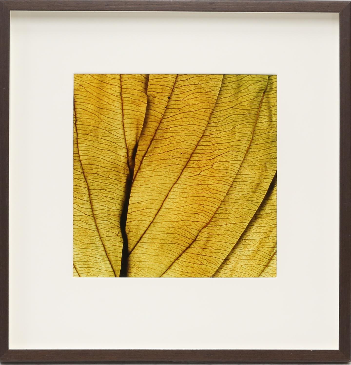 Large quantity of framed contemporary prints, depicting different leaf patterns. Framed. - Image 10 of 10