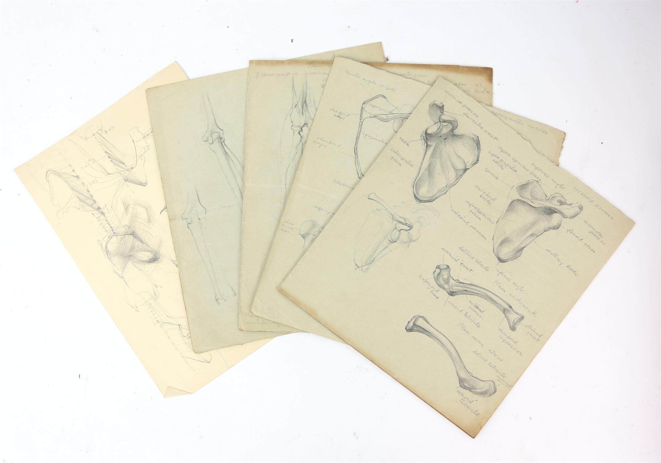 Attributed to Barbara Shaw (b.1924). Folder containing a large number of anatomical drawings with