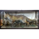 Early 20th century taxidermy study of a fox with pheasant in its mouth, mounted in a naturalistic