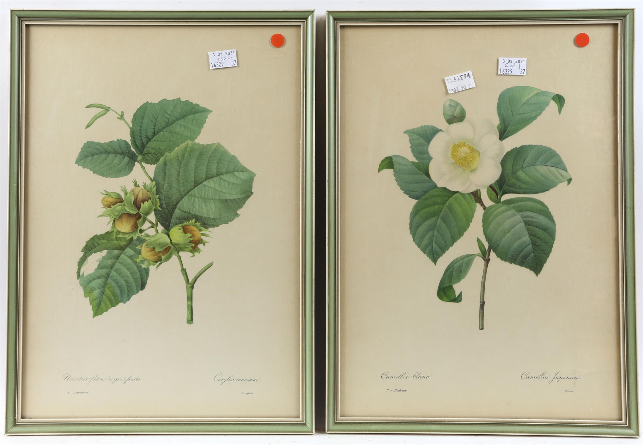 After Pierre Joseph Redoubte. Four botanical studies. Coloured lithographs. 41 x 29. (4)