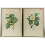 After Pierre Joseph Redoubte. Four botanical studies. Coloured lithographs. 41 x 29. (4)