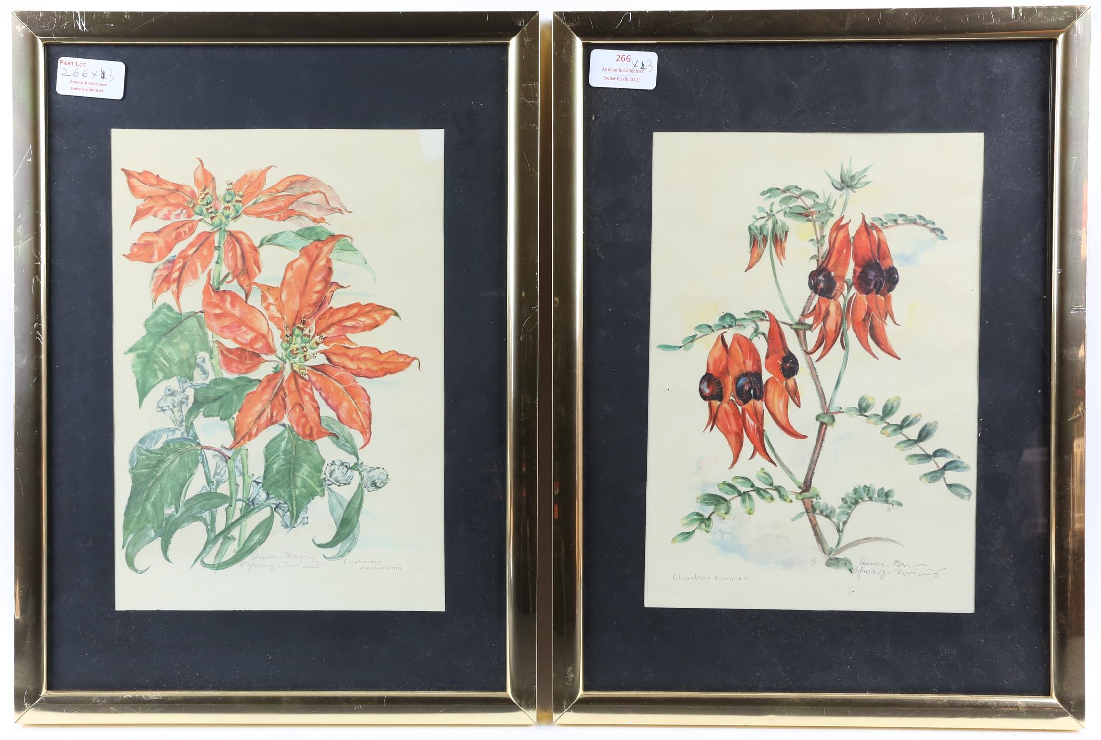 Pair of botanical prints, both framed and glazed. Image size 27 x 19cm each, with a map of Antigua.