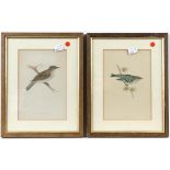 Four 19th century hand coloured lithographs depicting birds – Goldcrest, Serin Finch,