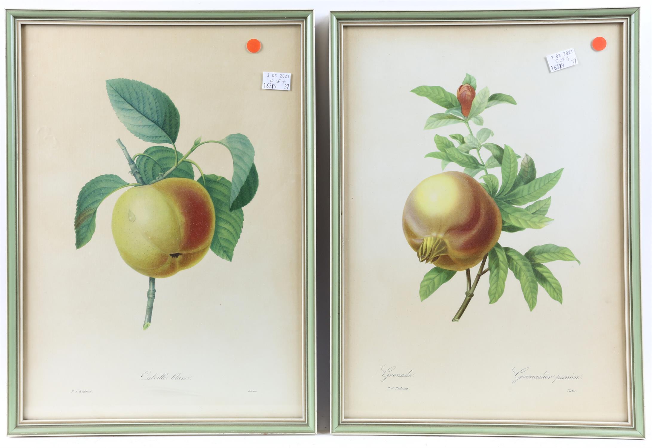 After Pierre Joseph Redoubte. Four botanical studies. Coloured lithographs. 41 x 29. (4) - Image 2 of 2