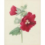 Margaret Meen (British, 1775-1818), study of a hollyhock. Watercolour. Framed and glazed.