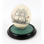Ostrich egg with scrimshaw decoration under a glass dome, 16cn aprox.