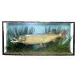 Early 20th century taxidermy pike preserved by J Cooper & Sons, caught at Somerley,