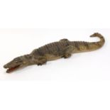 Taxidermy caiman, 106cm long