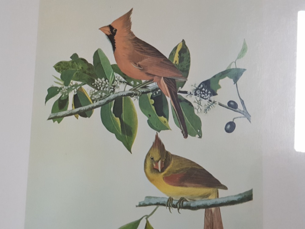 COLLECTION OF FRAMED PRINTS MAINLY OF LOCAL INTEREST AND BIRDS FROM THE NATIONAL GALLERY OF ART - Image 7 of 11