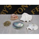 DECORATIVE SHELLS INCLUDING POLISHED PAUA AND A MOUNT ROYAL FISH SHAPED MOTHER OF PEARL SHELL ETC