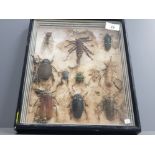 NICELY CASED SELECTION MALAYSIAN BEETLES CICADA SCORPION ETC SOME DAMAGED