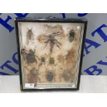 VINTAGE FRAMED MALAYSIAN BEATLES AND BUGS TO INCLUDE SCORPION, CICADA AND LEAF HOPPER ETC