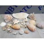 BOX OF MISCELLANEOUS SUPER SEASHELLS EXOTIC ETC