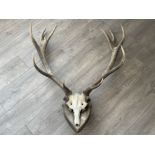 LARGE SET STAG ANTLERS WALL MOUNTED 83CMS