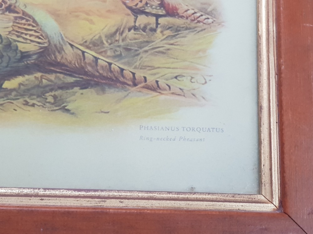 PAIR OF FRAMED SPORTING PRINTS OF PHEASANTS - Image 2 of 4