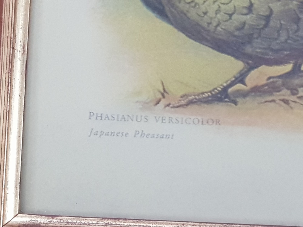 PAIR OF FRAMED SPORTING PRINTS OF PHEASANTS - Image 3 of 4