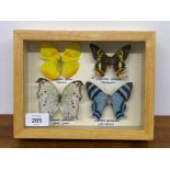 FOUR FRAMED TAXIDERMY BUTTERFLIES, PHOEBIS PHILEA MEXICO, CRYSIRIDIA RIPHEARIA MADAGASCAR, SALAMIS