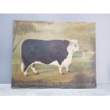 Antique oil on board of a prize Hereford bull, the property of Mr Thomas Simes of cripplesease