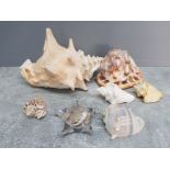 Collection of shells includes a conch shell a glass paperweight containing sand from Cornwall beach