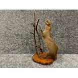 Taxidermy Mongoose on base.